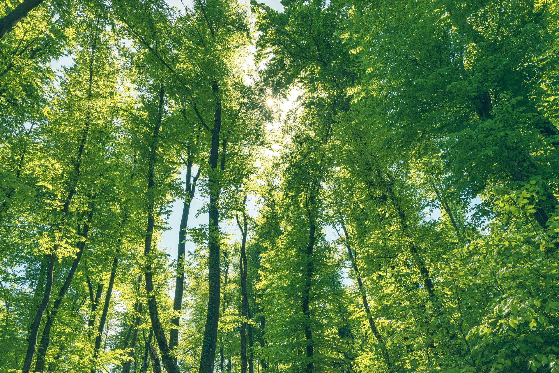 Large Forest
