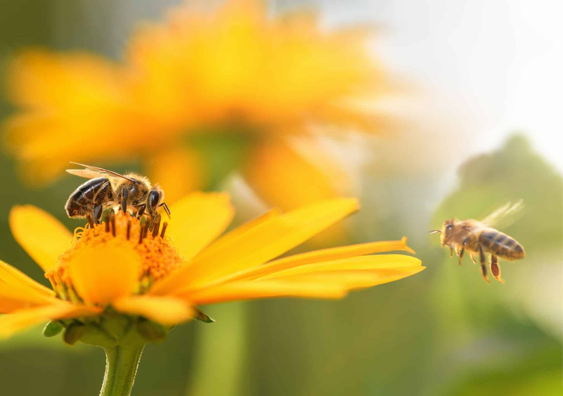 Bees on a flower