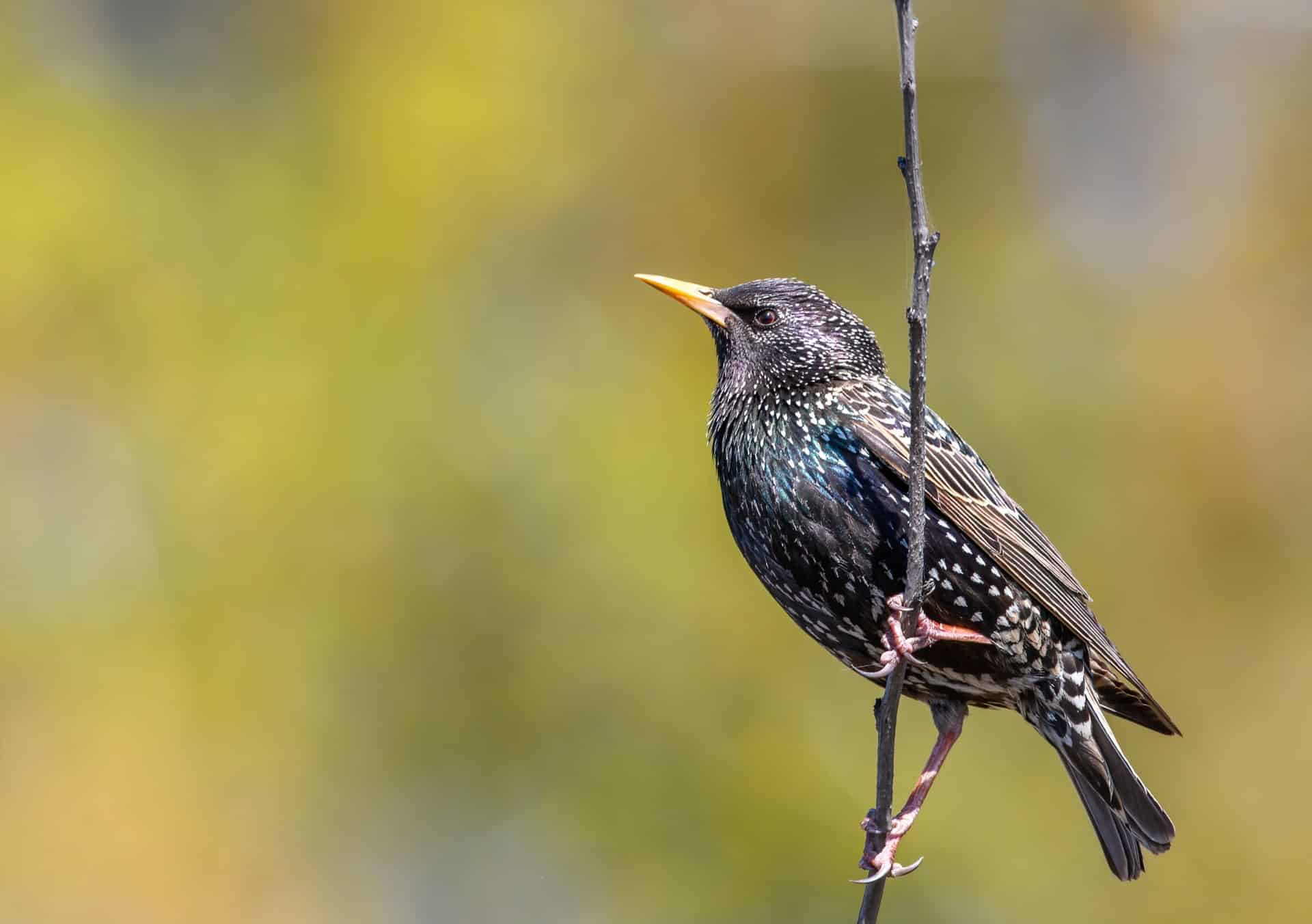 Bird Standing on a Branch - Quinn Estates