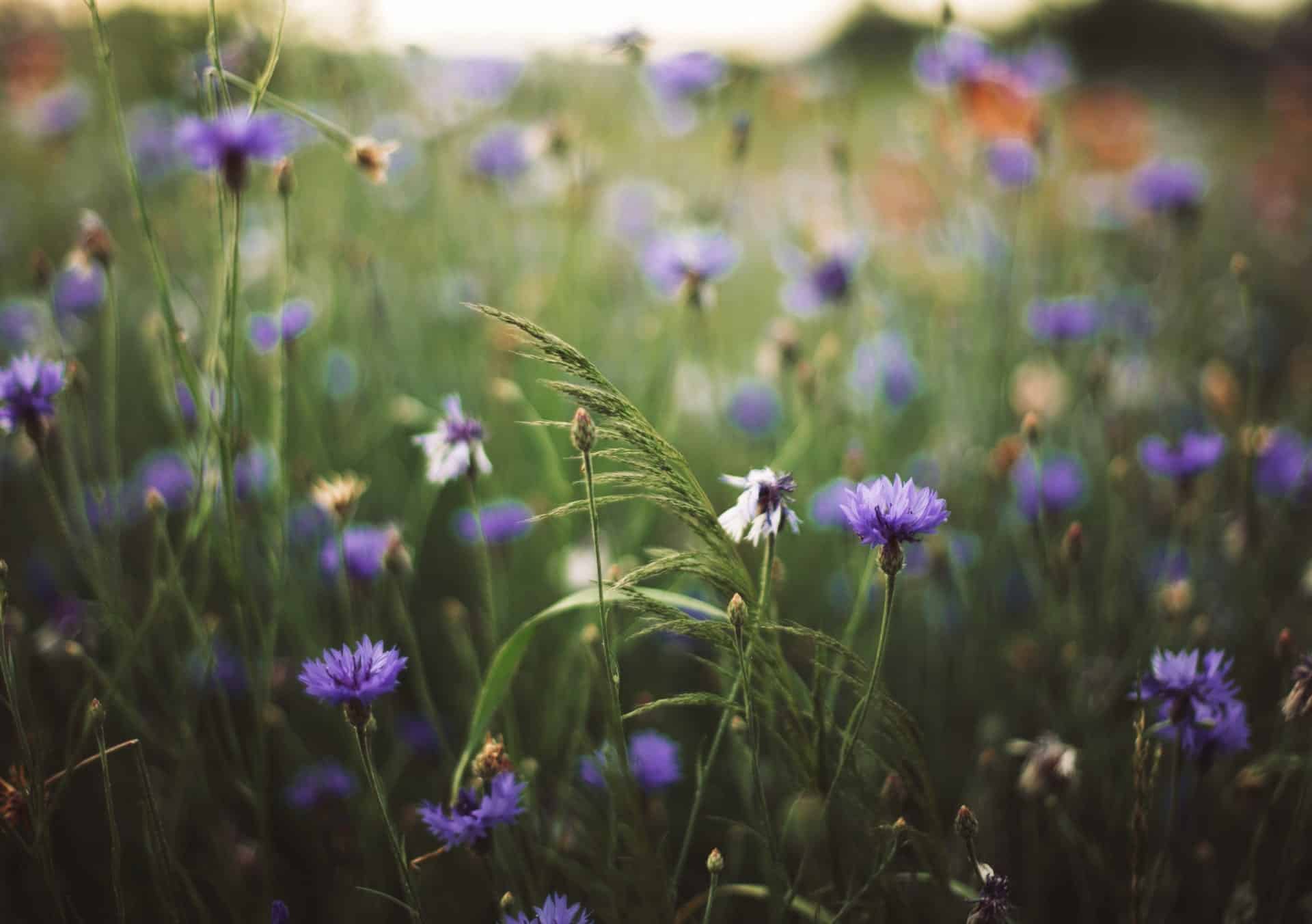 Flower Fields - Quinn Estates