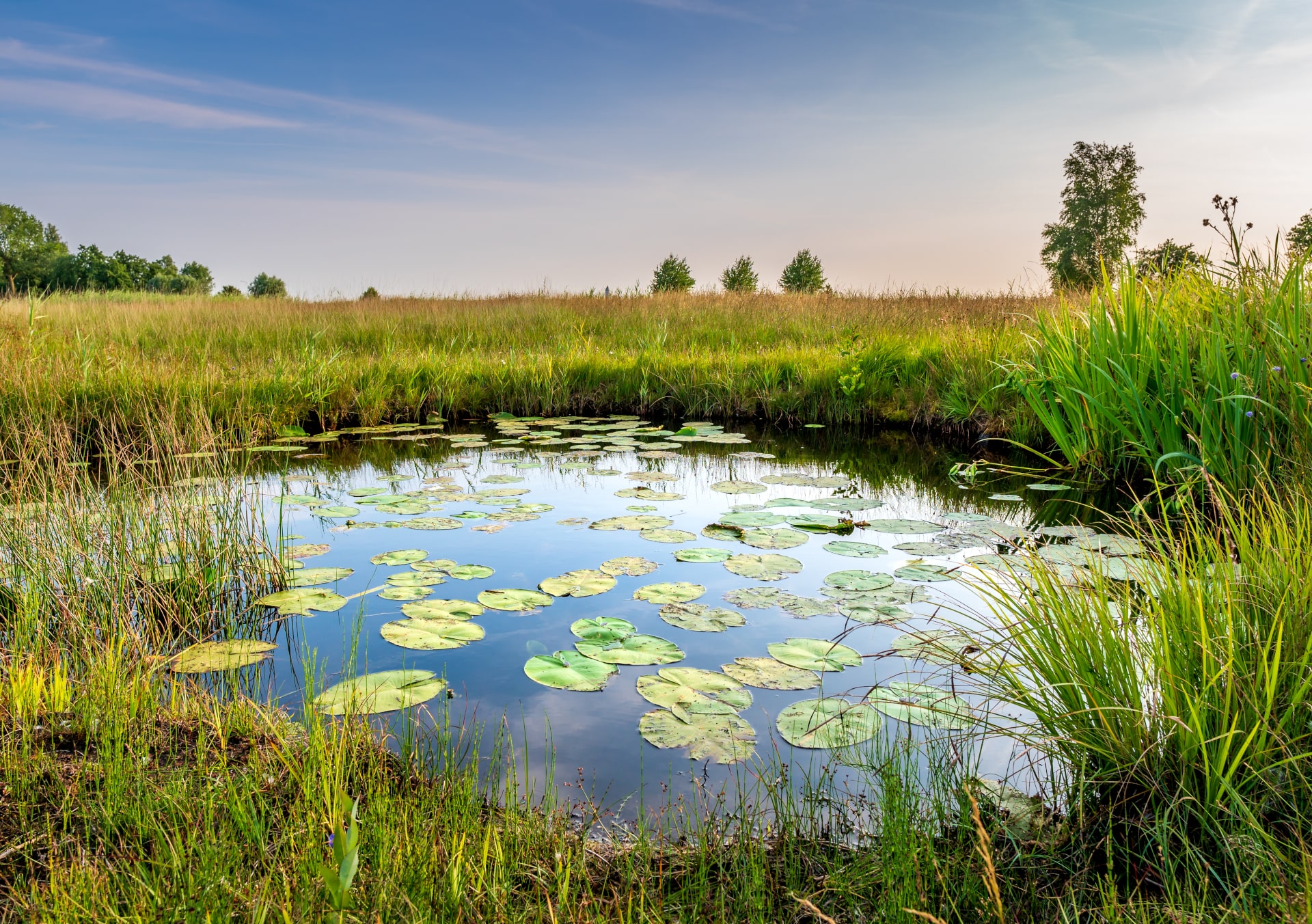 Pond - Quinn Estates