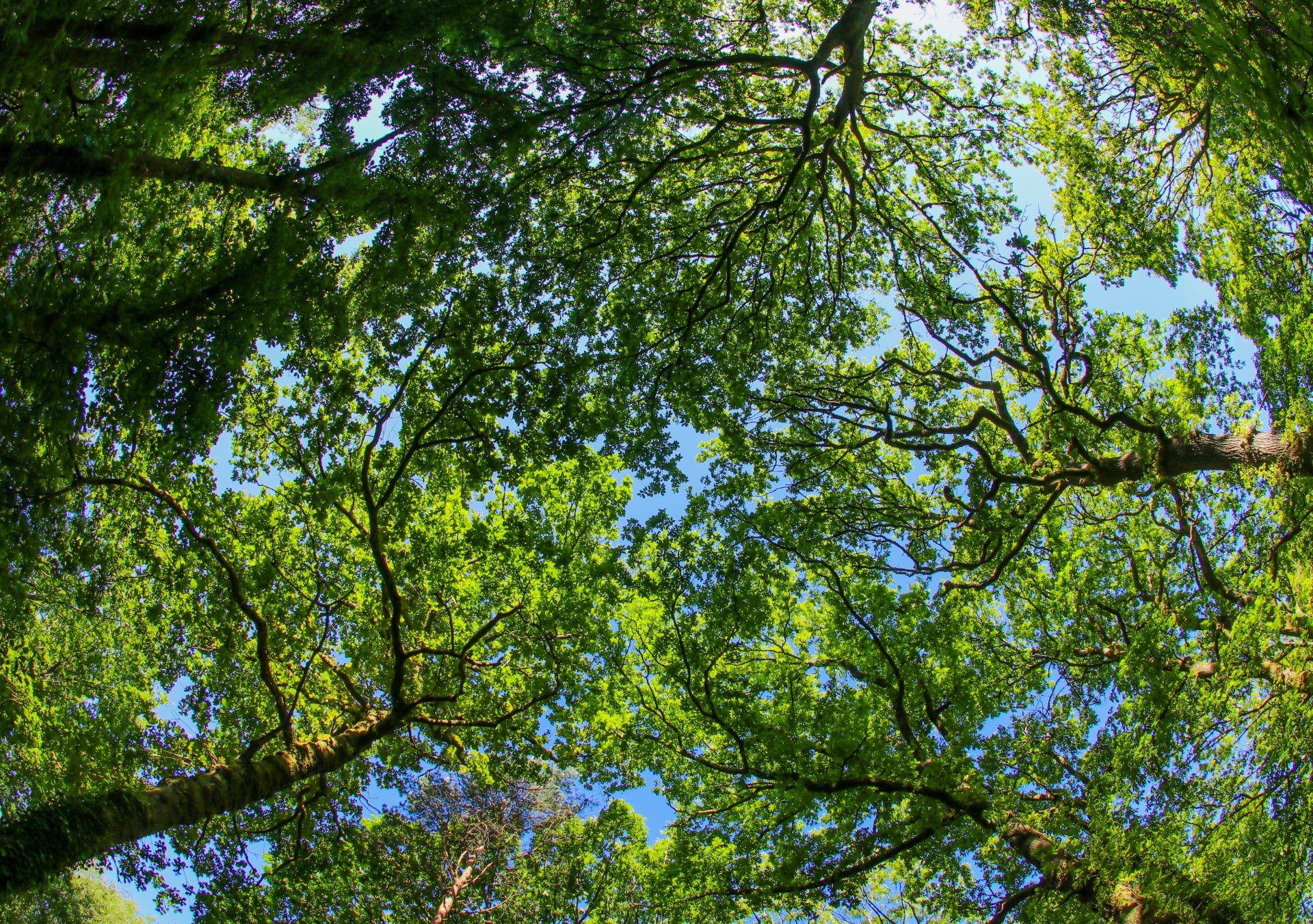 Sky View Under Trees - Quinn Estates